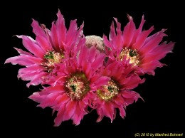 Echinocereus pectinatus 1612